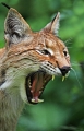 Luchs 1